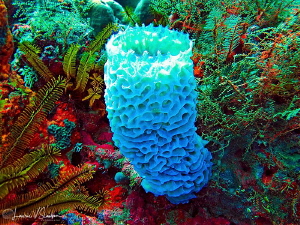 Azure sponge/Photographed on a fast drift dive at The Pit... by Laurie Slawson 